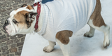Bullfit Fashion goes to Florence at PITTI PETS