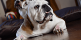 I bulldog sono i veri filosofi