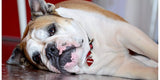 BULLDOG E SCOLI LACRIMALI SCURI