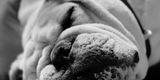 I BULLDOG HANNO FREDDO?