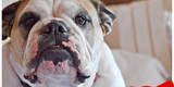 I bulldog non vomitano!