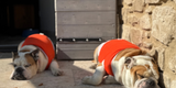 7 consigli per preparare il tuo bulldog al rientro dopo le vacanze