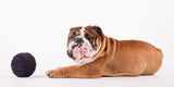 Bulldog inglese: cappottino sì o cappottino no?