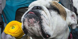 Aldo, la storia di un bulldog inglese dall'asfalto al satin