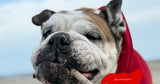 Bulldog inglese o francese: differenze, similitudini e cosa cambia davvero