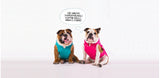 Cappottini e impermeabili English Bulldog