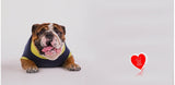 English Bulldog