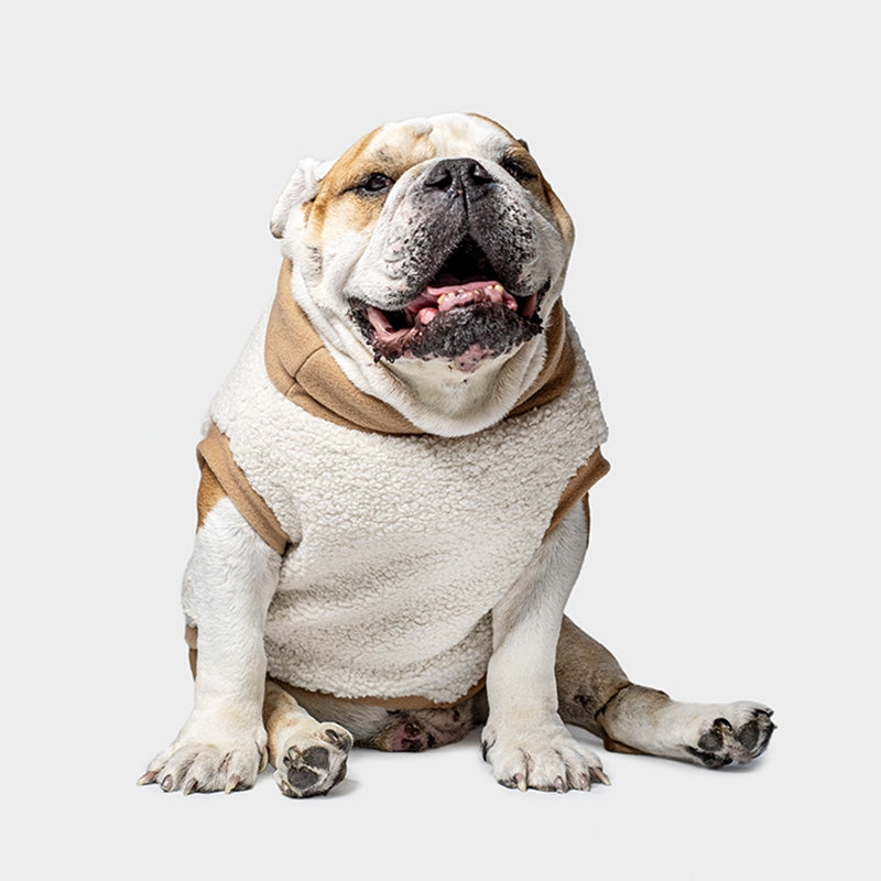 TEDDY LATTE – Limited Edition Bullfit Fashion - immagine 2