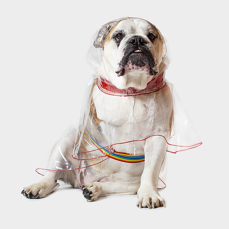 Impermeabile glass trasparente bulldog - immagine 2