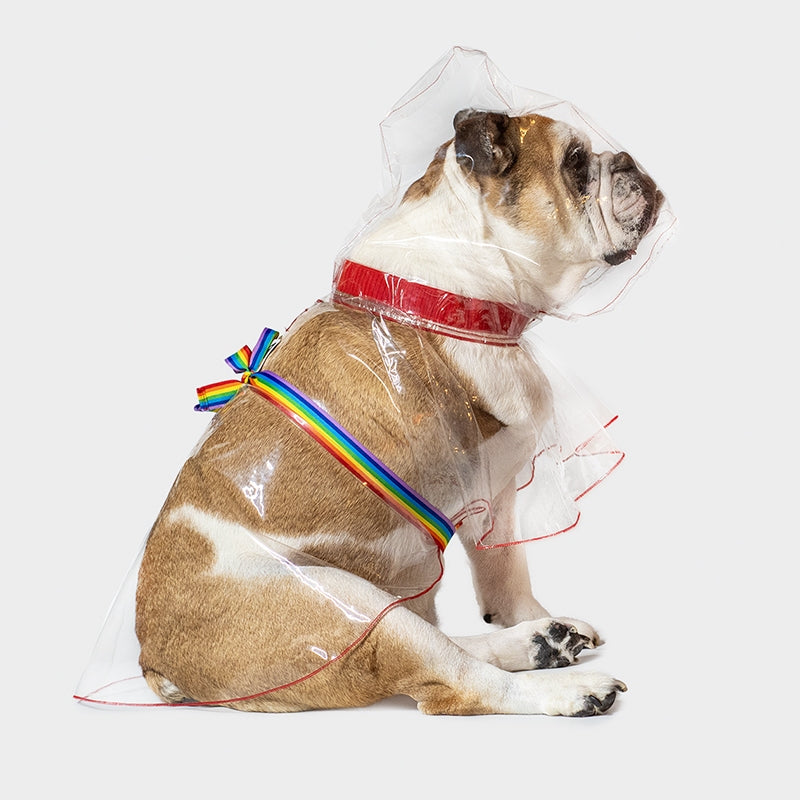 Impermeabile glass trasparente bulldog