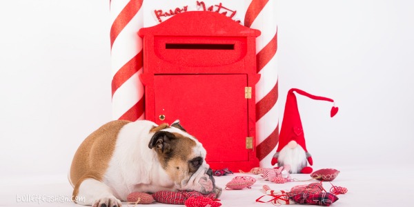 Il Natale e gli addobbi con un bulldog