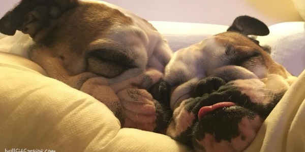 Maestro del dolce dormire: sua maestà il Bulldog 