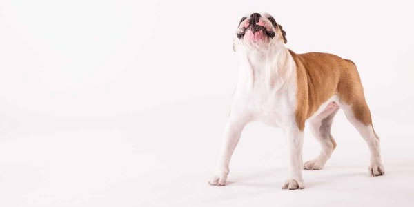 Bulldog inglese: adozione a distanza